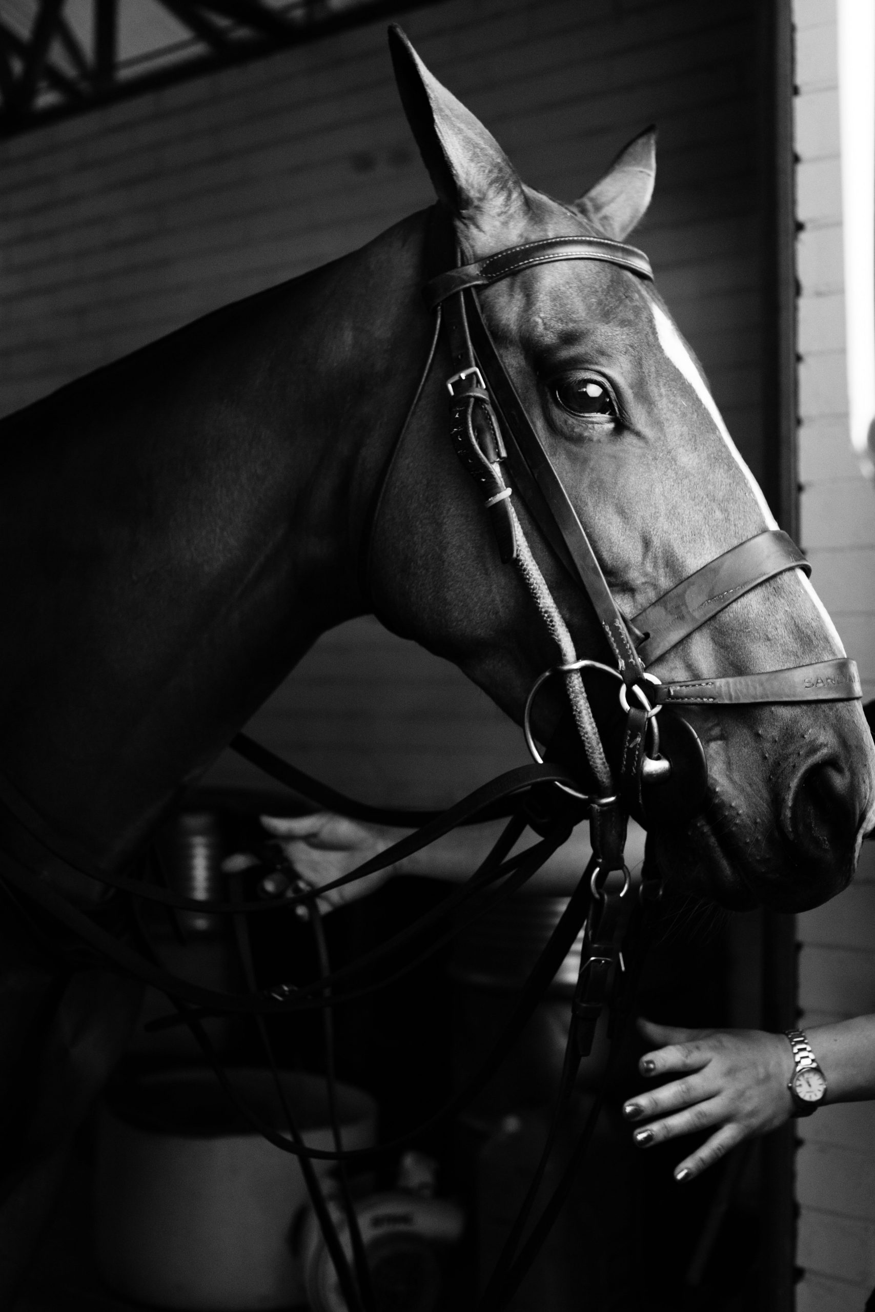 Black & White Horse