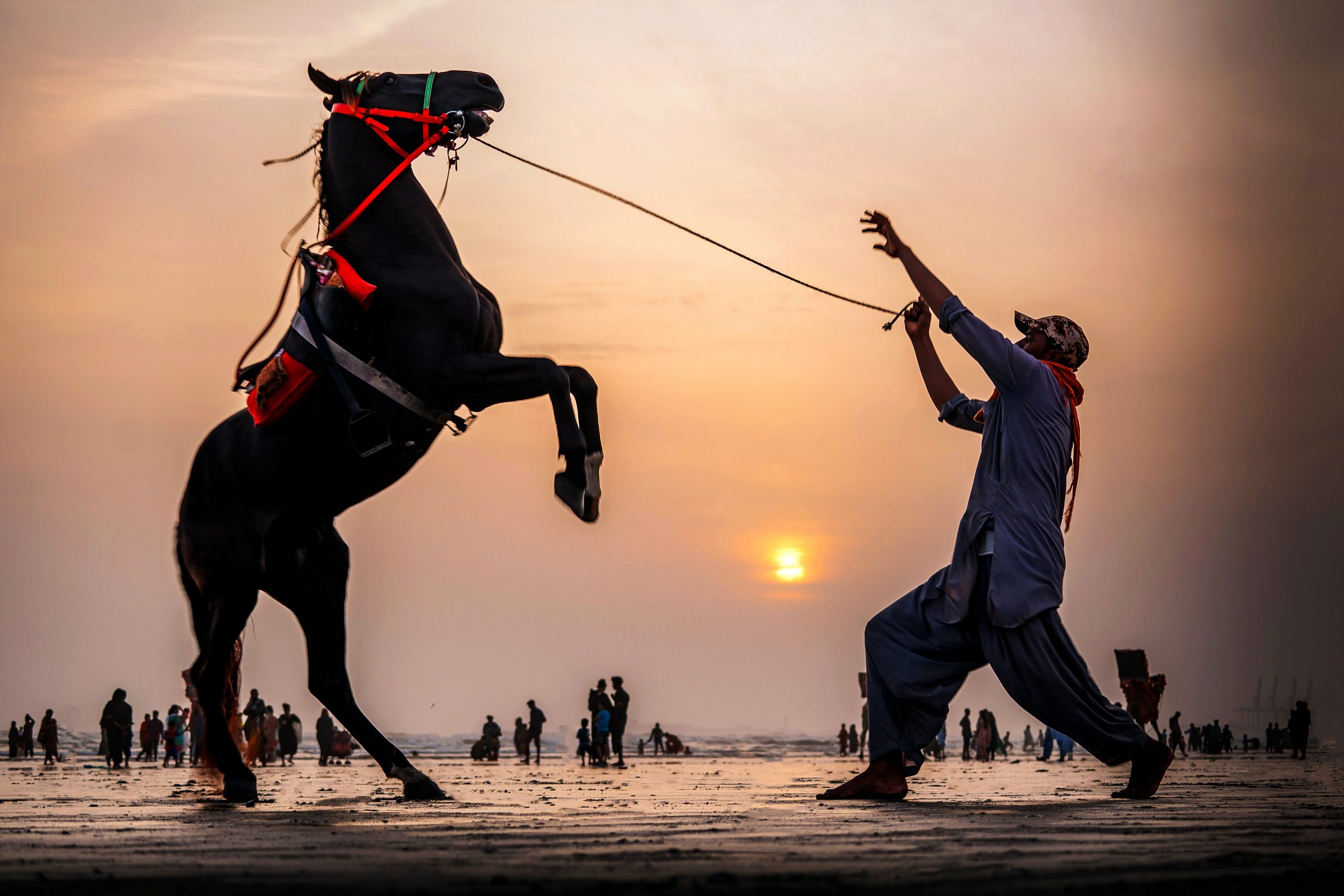 Bucking Horse
