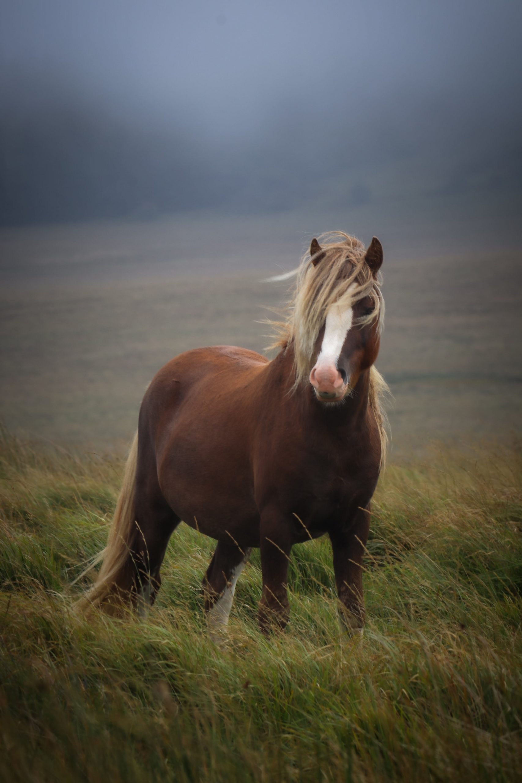 Horse in a field