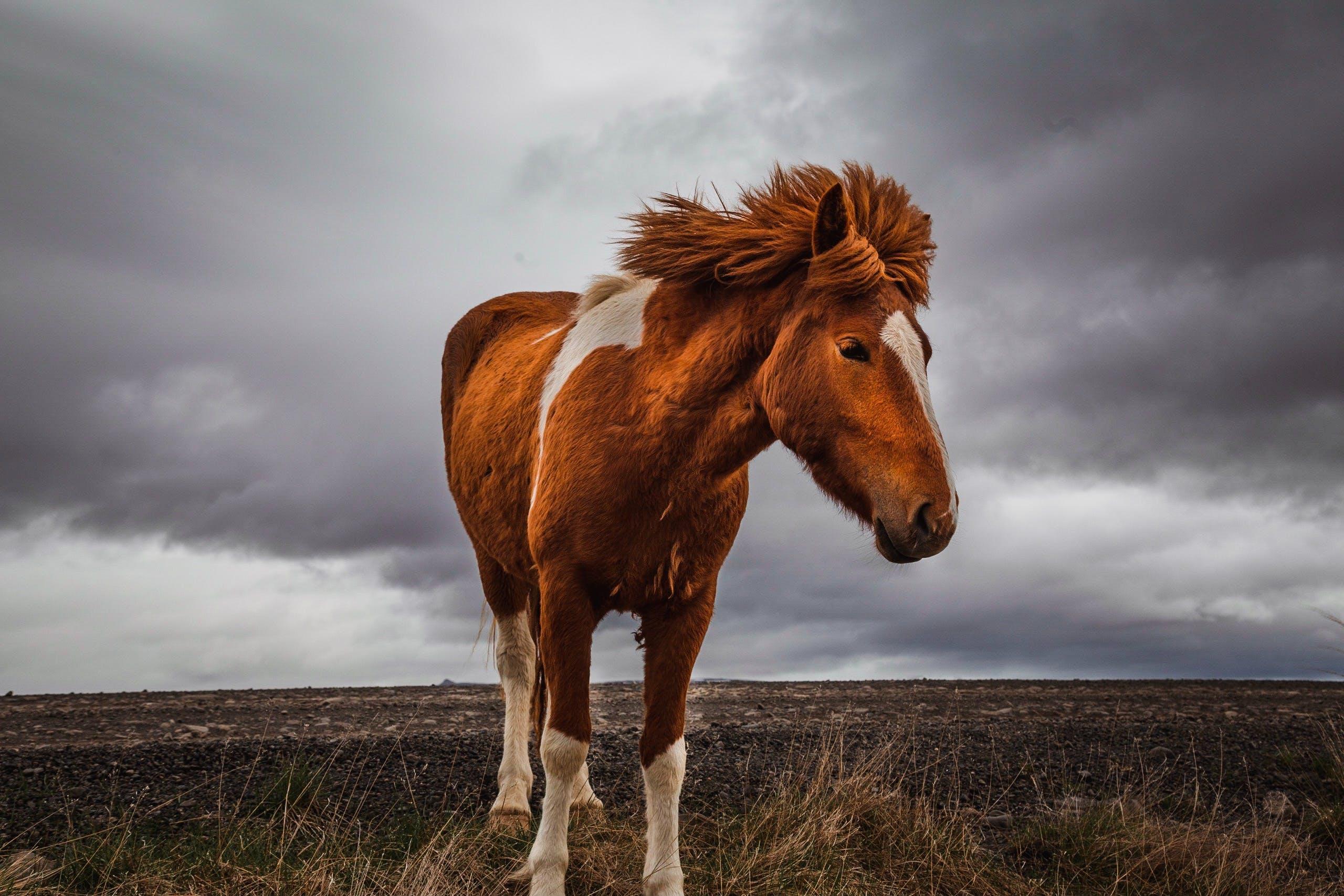 Horse standing