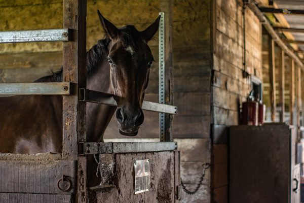 Stabling and Livery